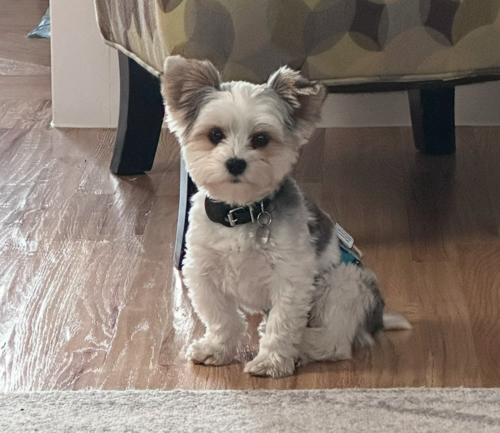 Paxton Jr. Wu