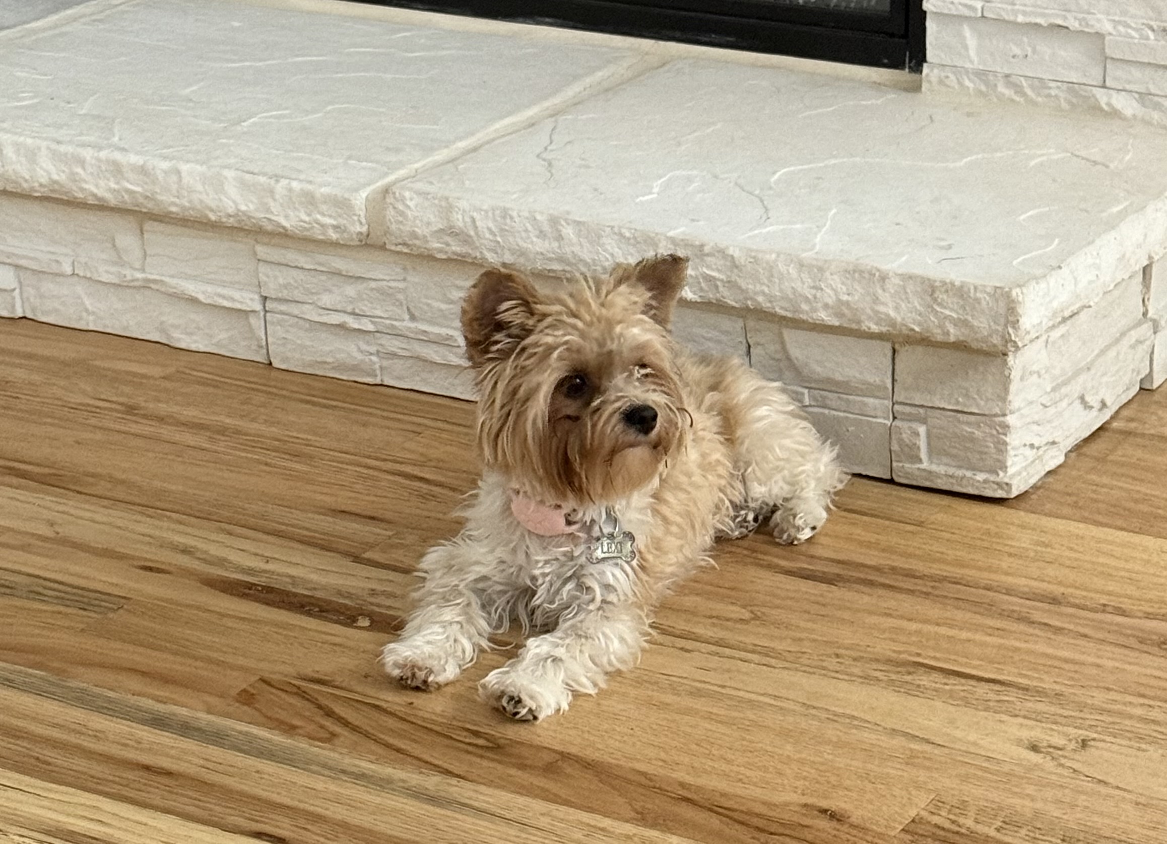 Lexi